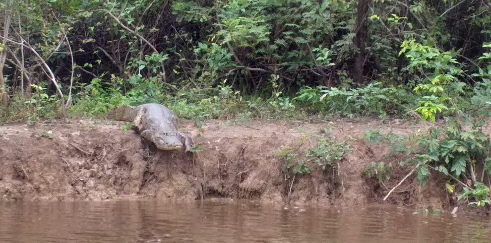 caimán en su habitad natural disfrutando de la naturaleza